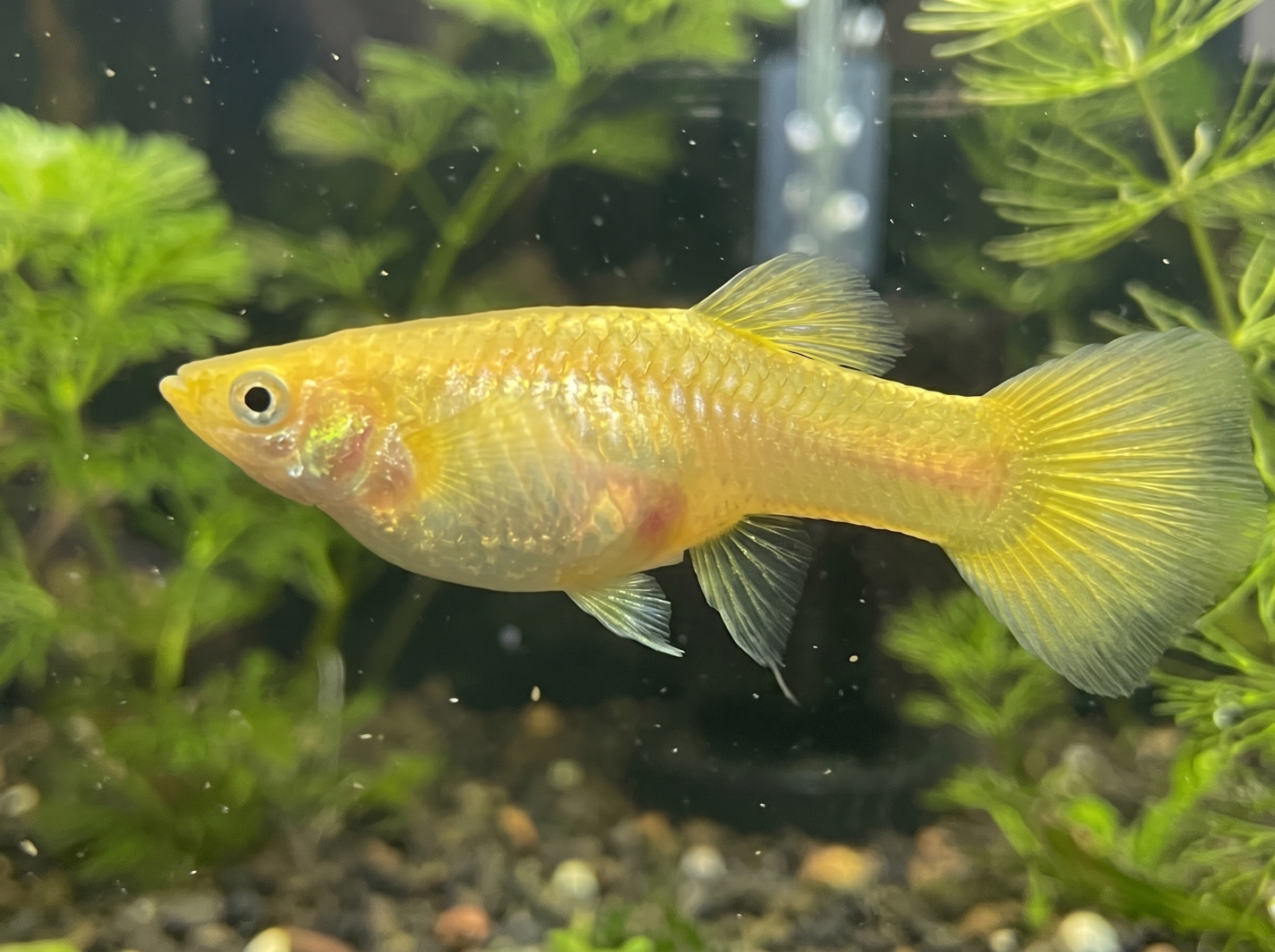 A female "Full Gold" variety guppy (Poecilia reticulata), golden in color, swimming in profile in a heavily planted aquarium.