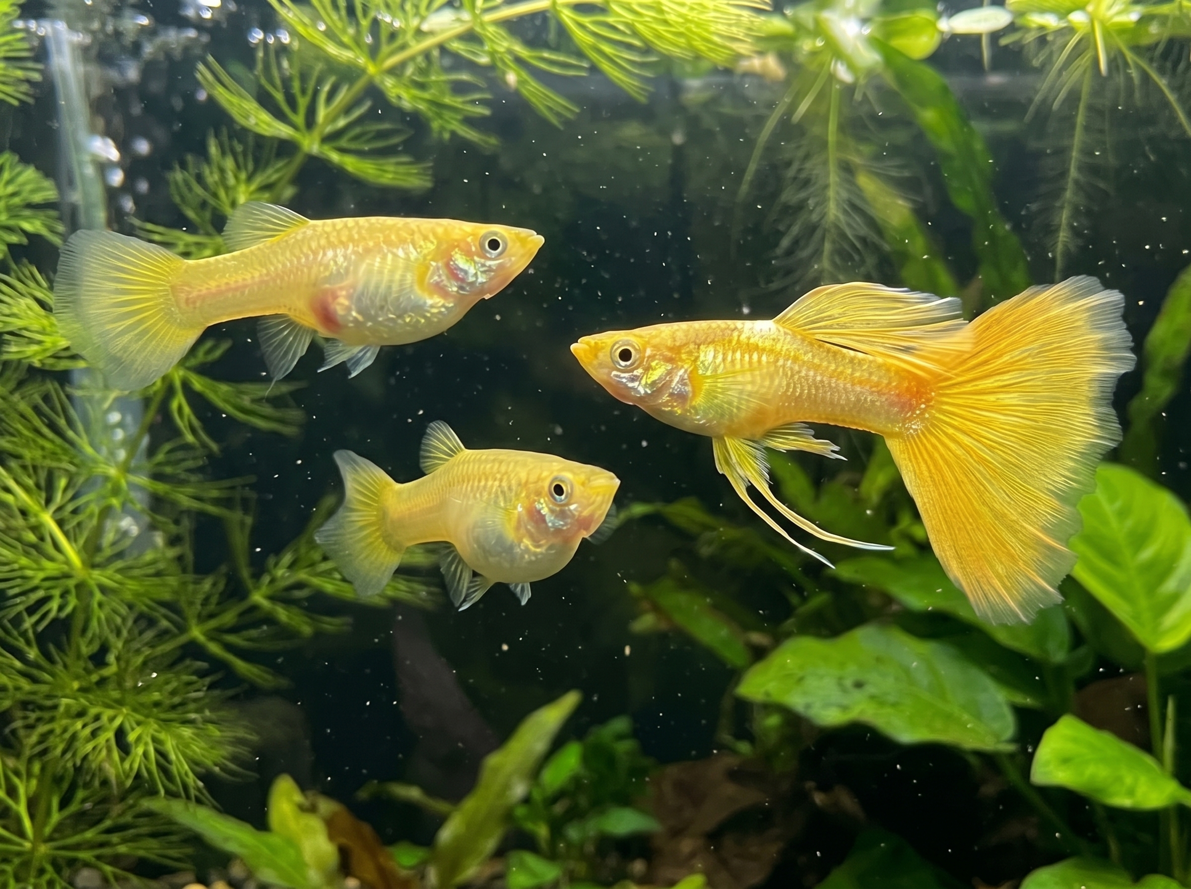 Trio of "Full Gold" variety guppy fry (Poecilia reticulata) in an aquarium.