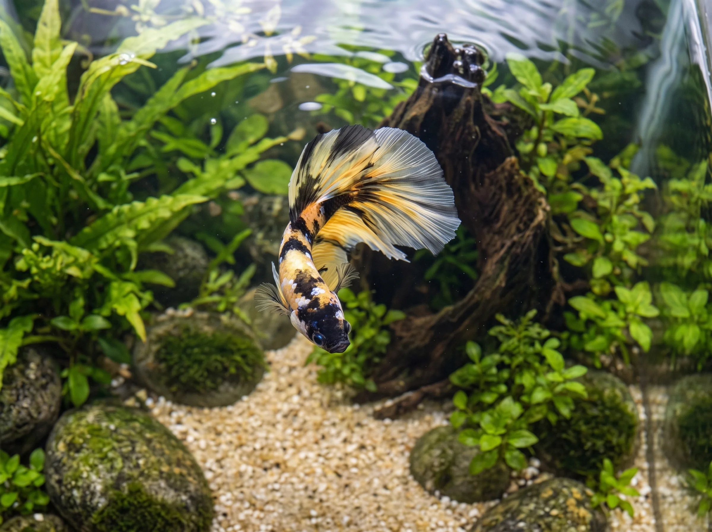 BT-130: one yellow, black and white marble betta seen from above at a frontal angle, with its head pointing downward and its tail spread beside driftwood.