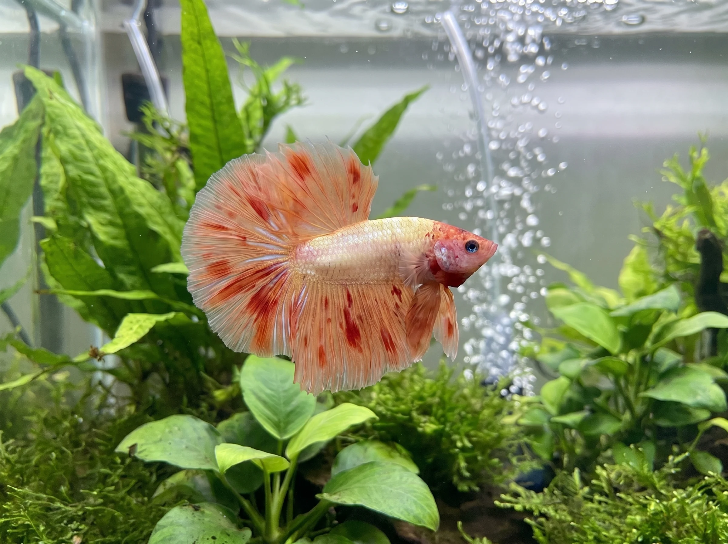 BT-024: one cream-white betta with red markings, shown in right-facing profile with long fins spread among plants beside a column of bubbles.