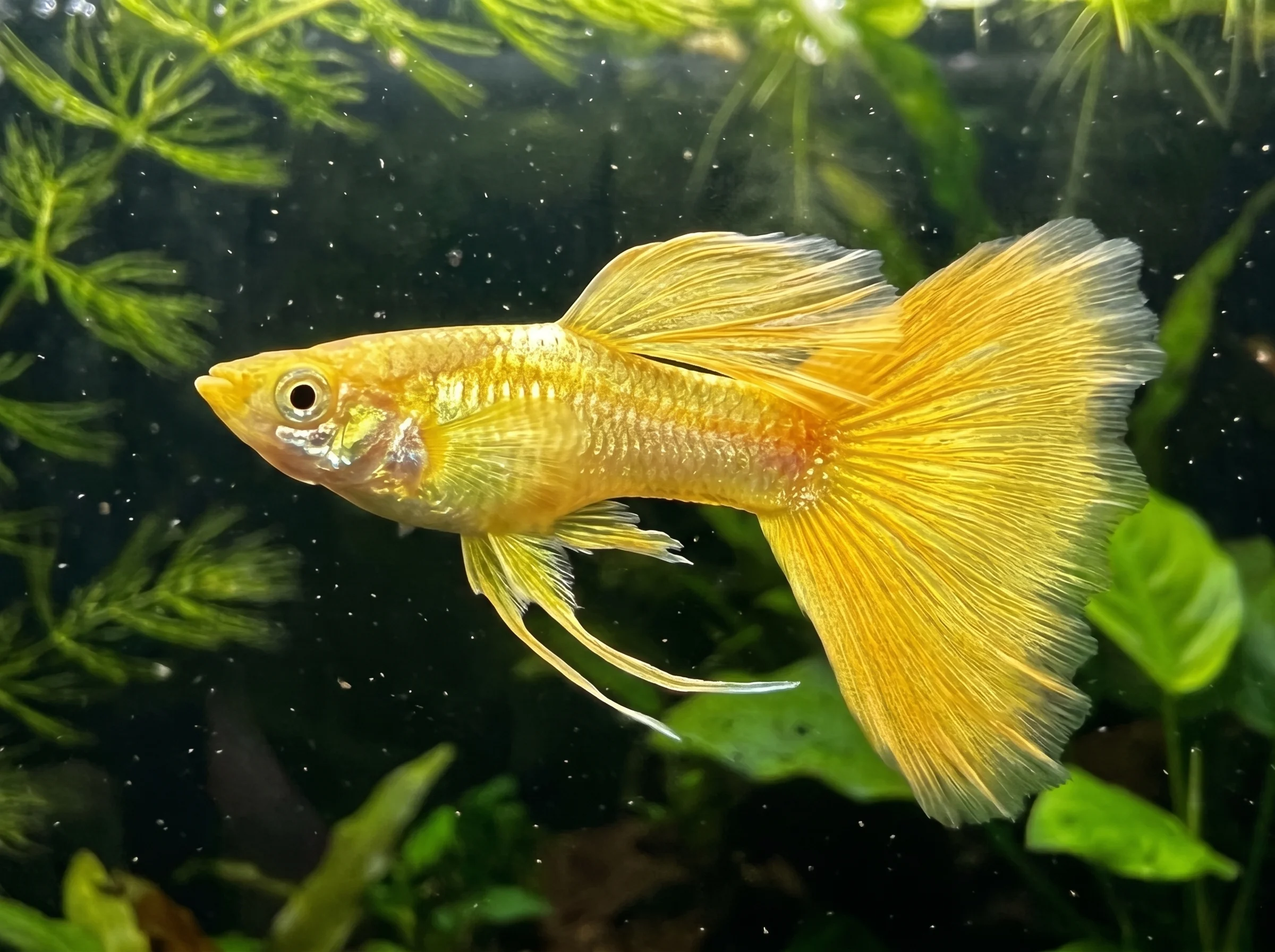 GP-016: one golden guppy in left-facing side view, showing a broad fan-shaped tail, elongated dorsal fin, and slender pelvic fin extensions.