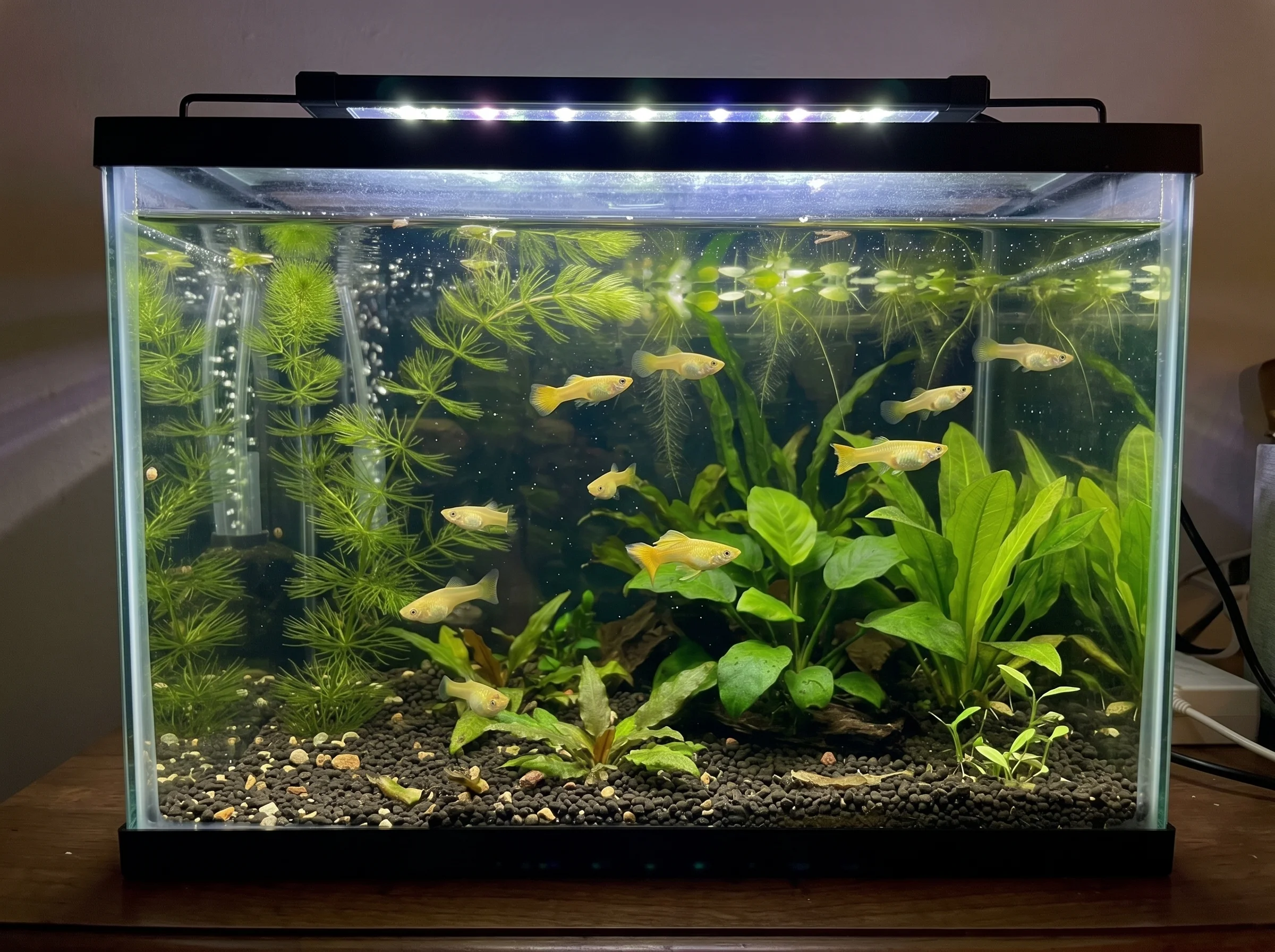 GP-016: diez guppys de tonos dorados y amarillos nadando entre plantas verdes en un acuario con sustrato oscuro y burbujas de aire.