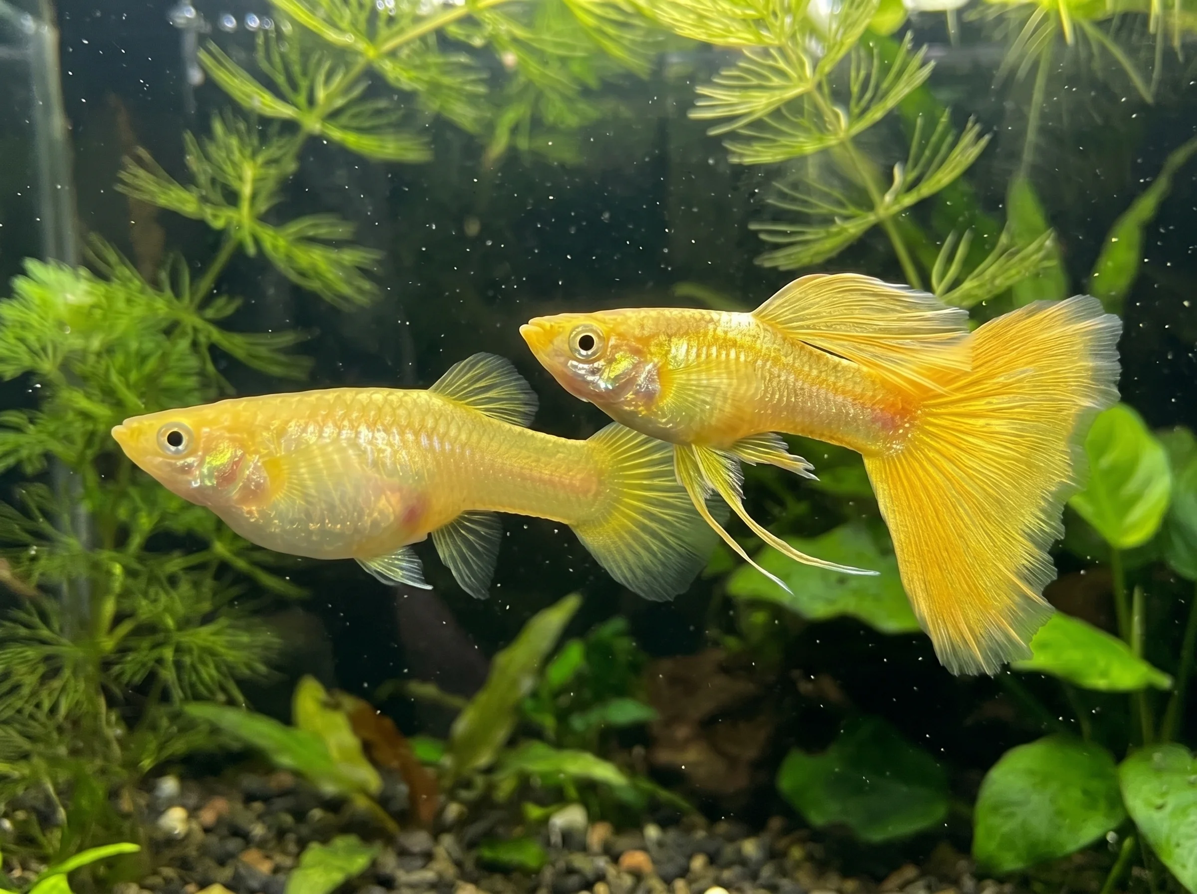 GP-016: two golden guppies facing left among plants; the fish on the right displays a broad tail and threadlike pelvic fin extensions.
