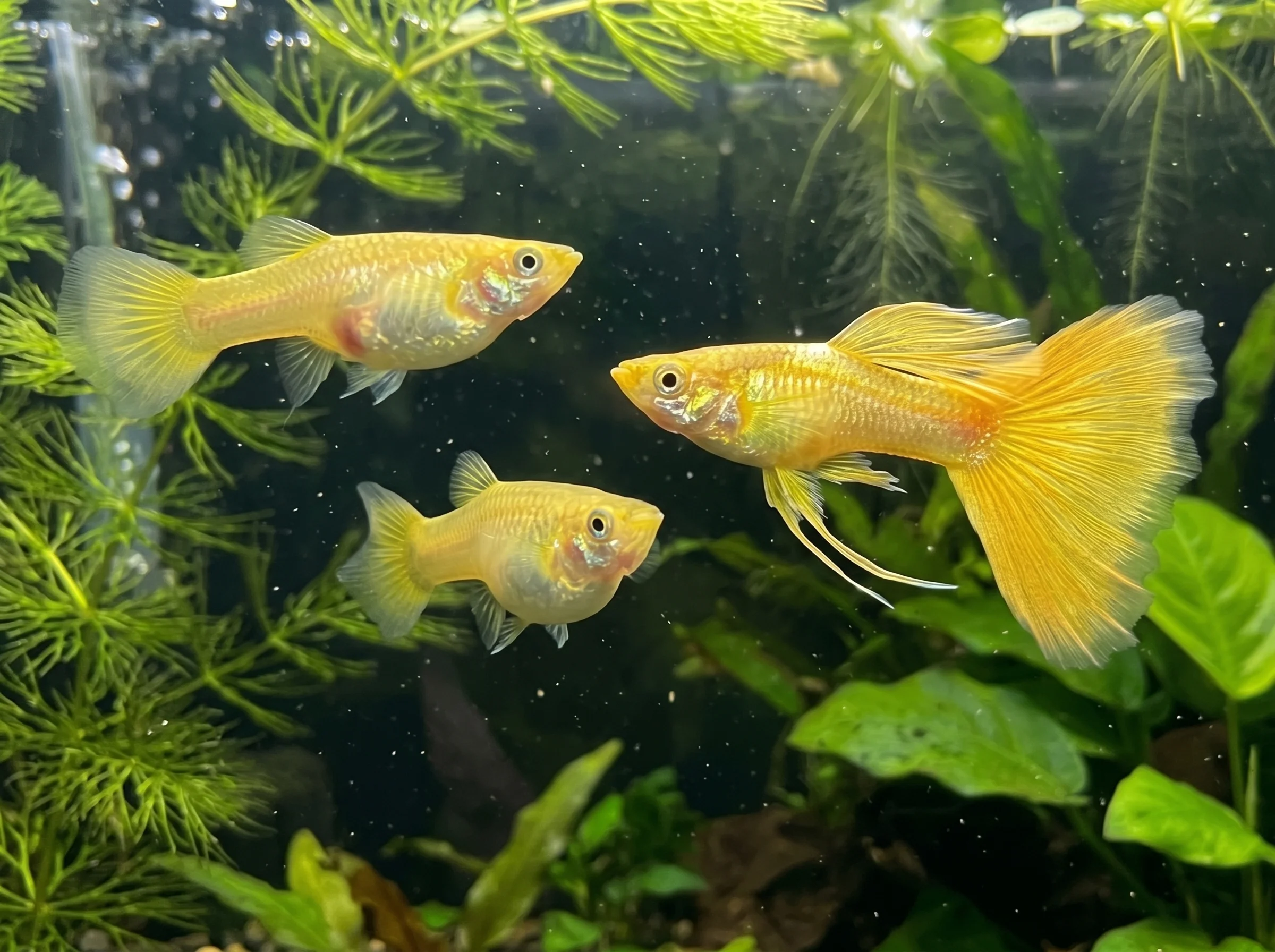 GP-016: three golden guppies among green plants; the upper-left fish faces right, the lower fish is seen at an angle, and the broad-tailed fish faces left.