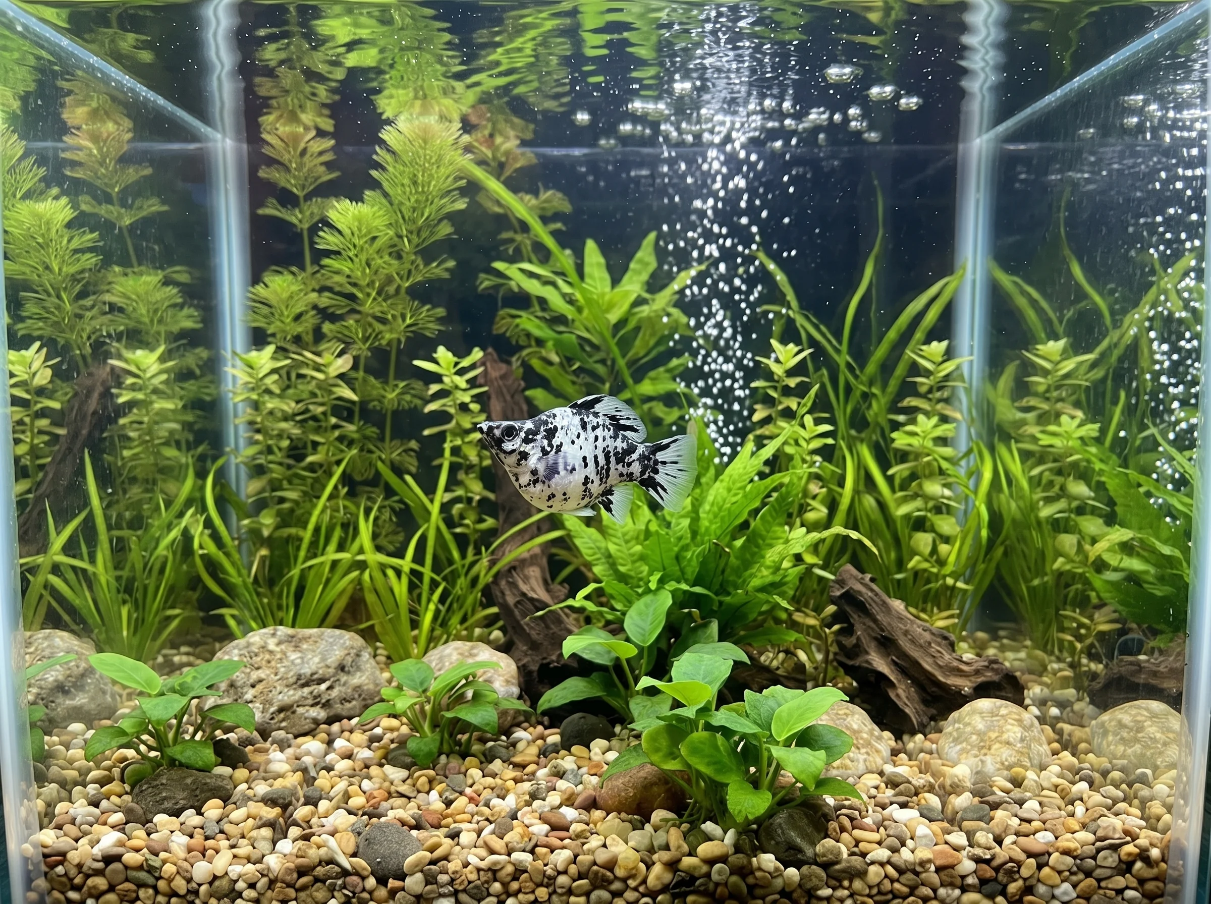 MY-103: un molly balón blanco con manchas negras, de perfil hacia la izquierda en el centro de un acuario plantado con grava, rocas y burbujas.