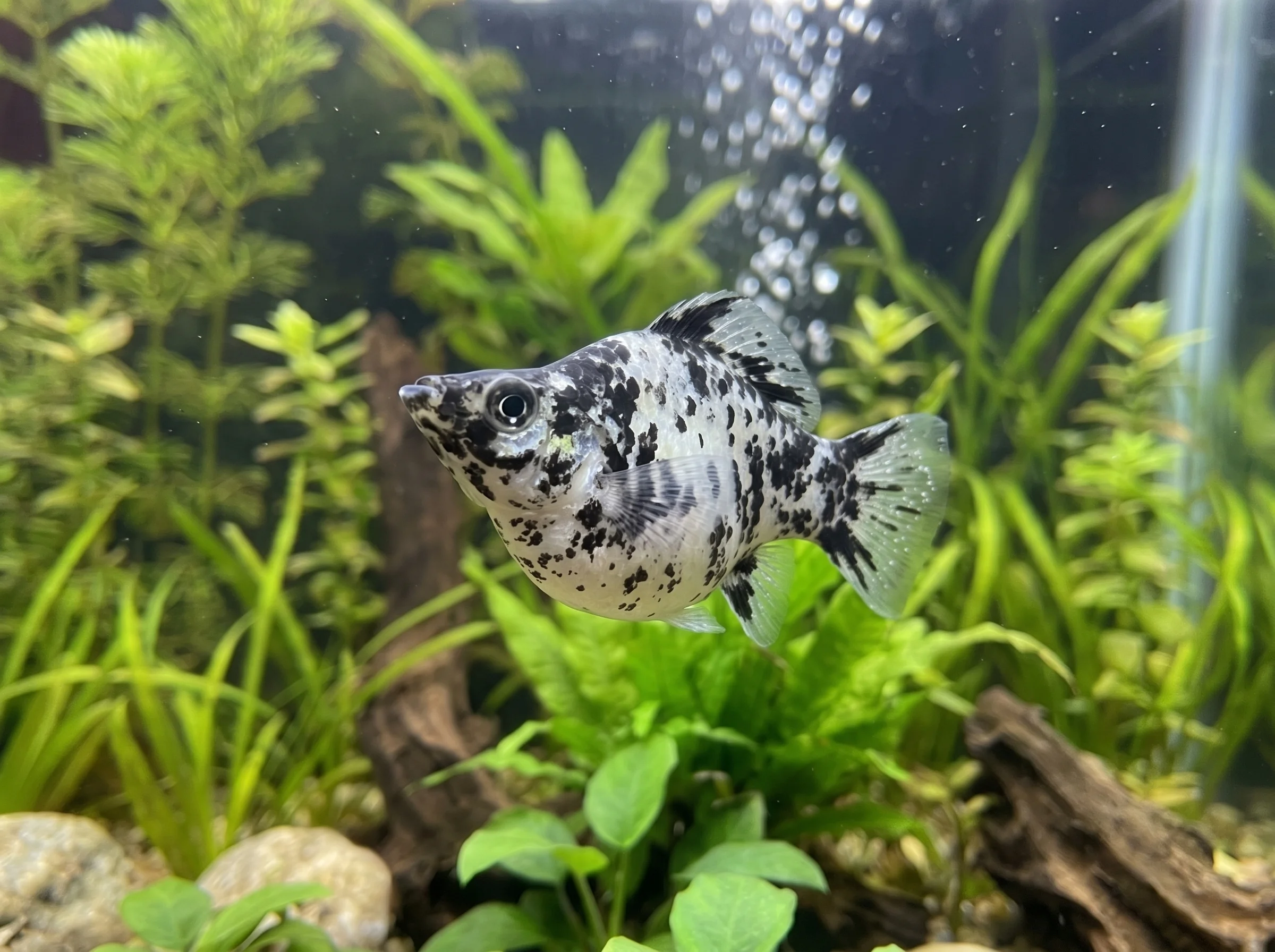 MY-103: un molly blanco y negro en primer plano de tres cuartos hacia la izquierda, con ojo oscuro y aleta pectoral extendida frente a plantas verdes.