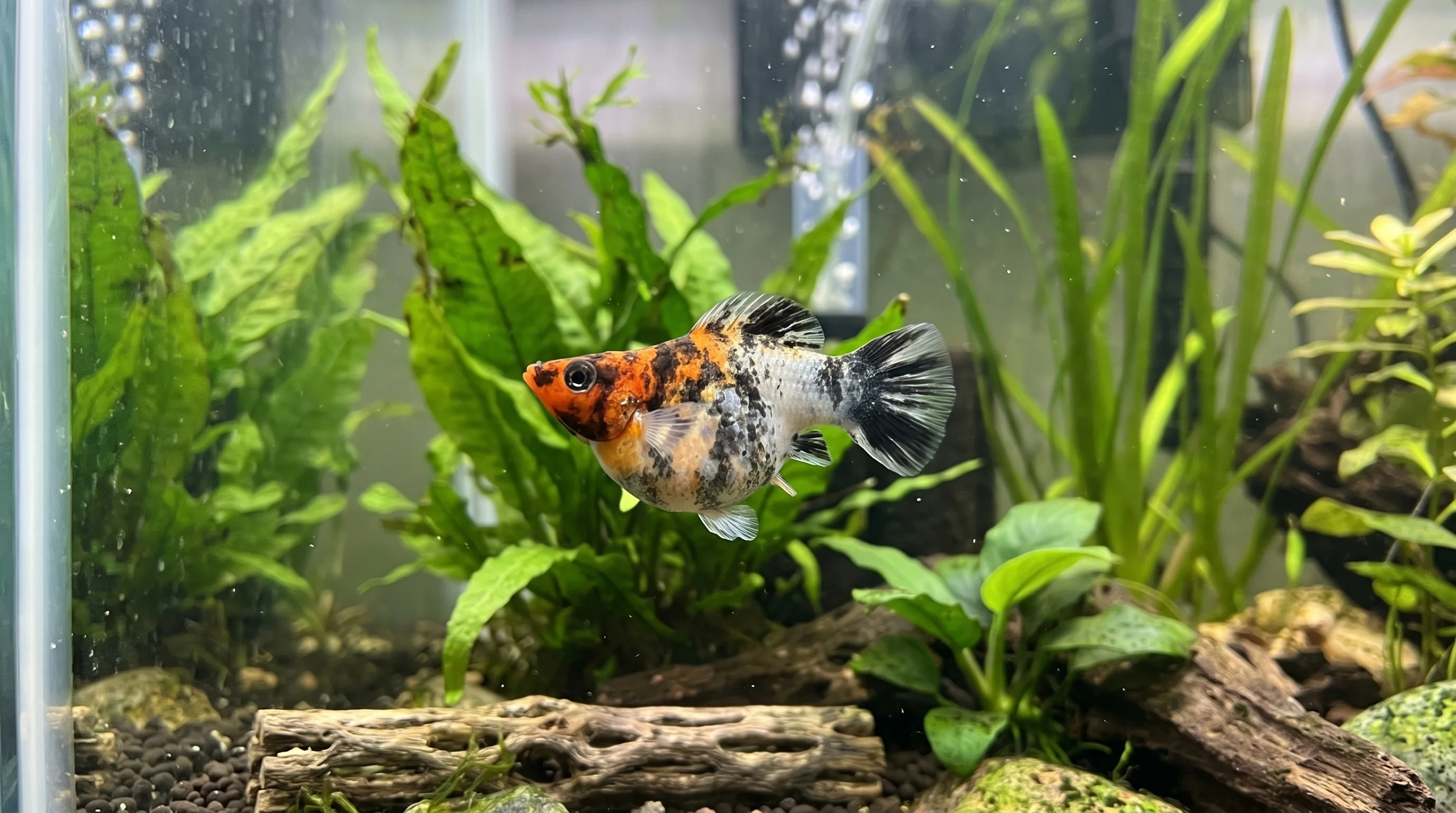 MY-102: one tricolor Balloon Molly facing left in side view, with an orange head, black patches, silver body and spread tail among plants and driftwood.