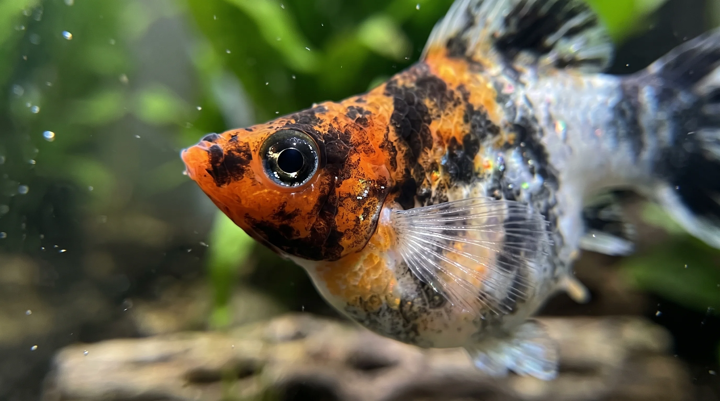 MY-102: close-up of one Balloon Molly facing left; orange head mottled with black, dark eye and extended translucent pectoral fin, with the tail partly outside the frame.
