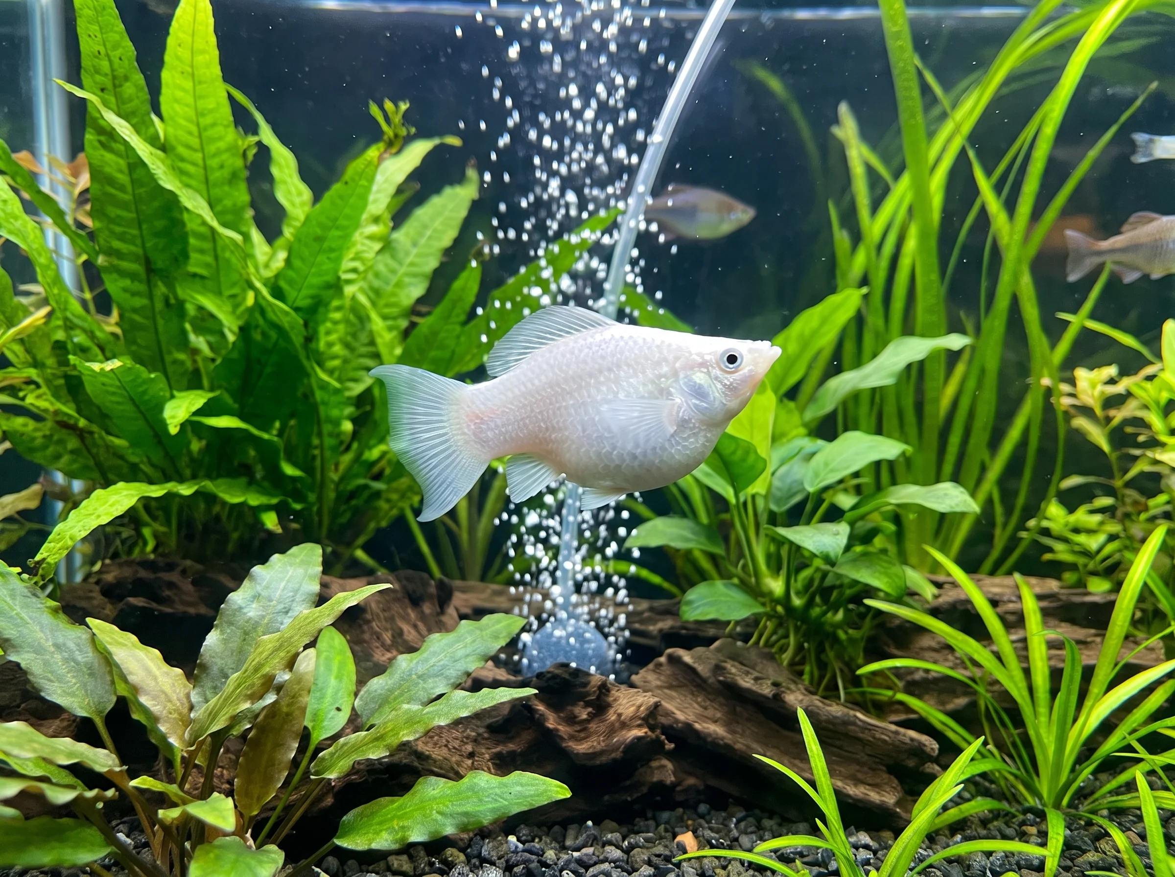 MY-104: four visible fish, two partially shown; a pearl white molly with a rounded body in the foreground, facing right in side view among plants and bubbles.