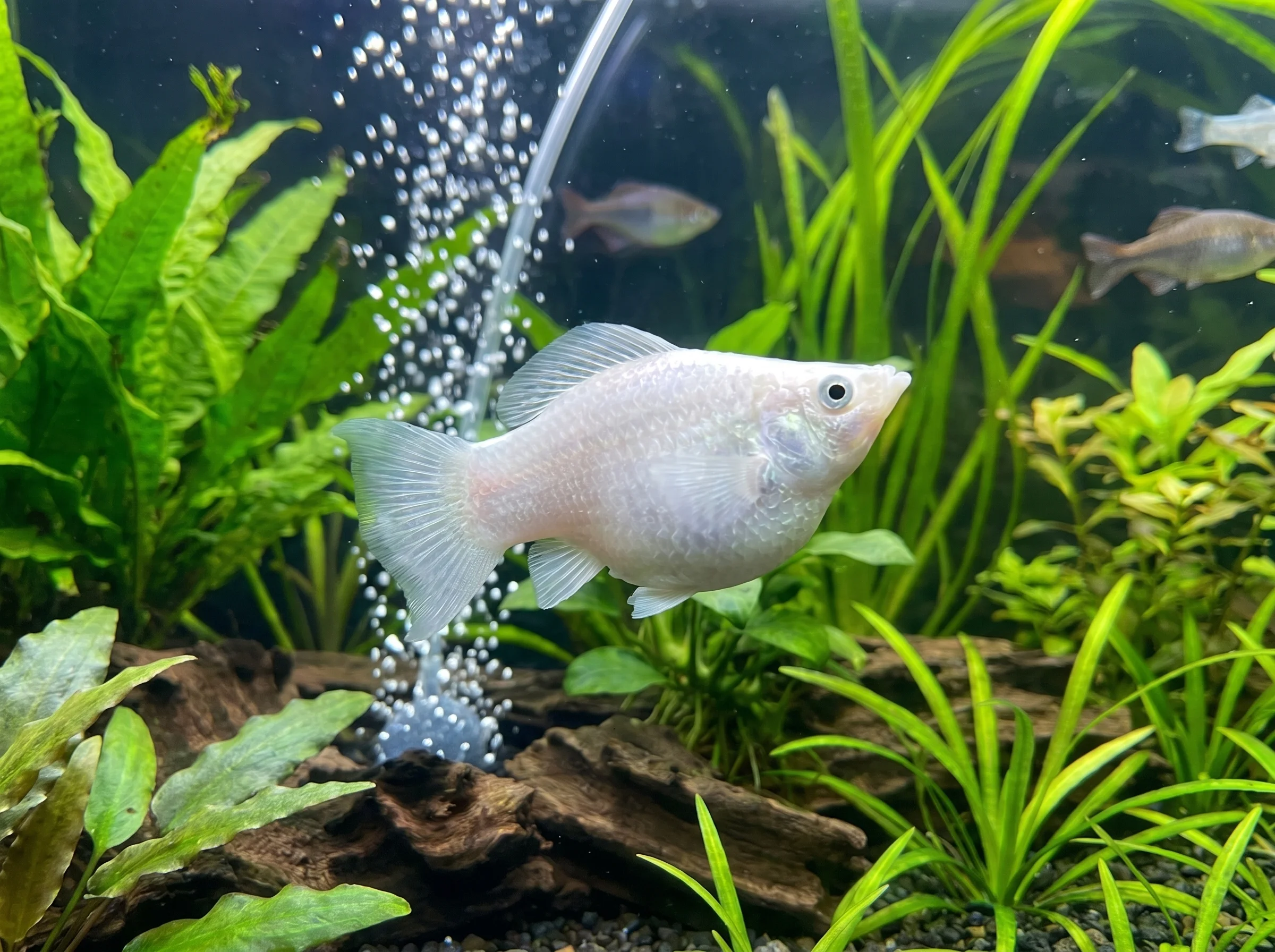 MY-104: four visible fish, two cropped on the right; close side view of a white female Balloon Molly with a fan-shaped tail and raised dorsal fin.