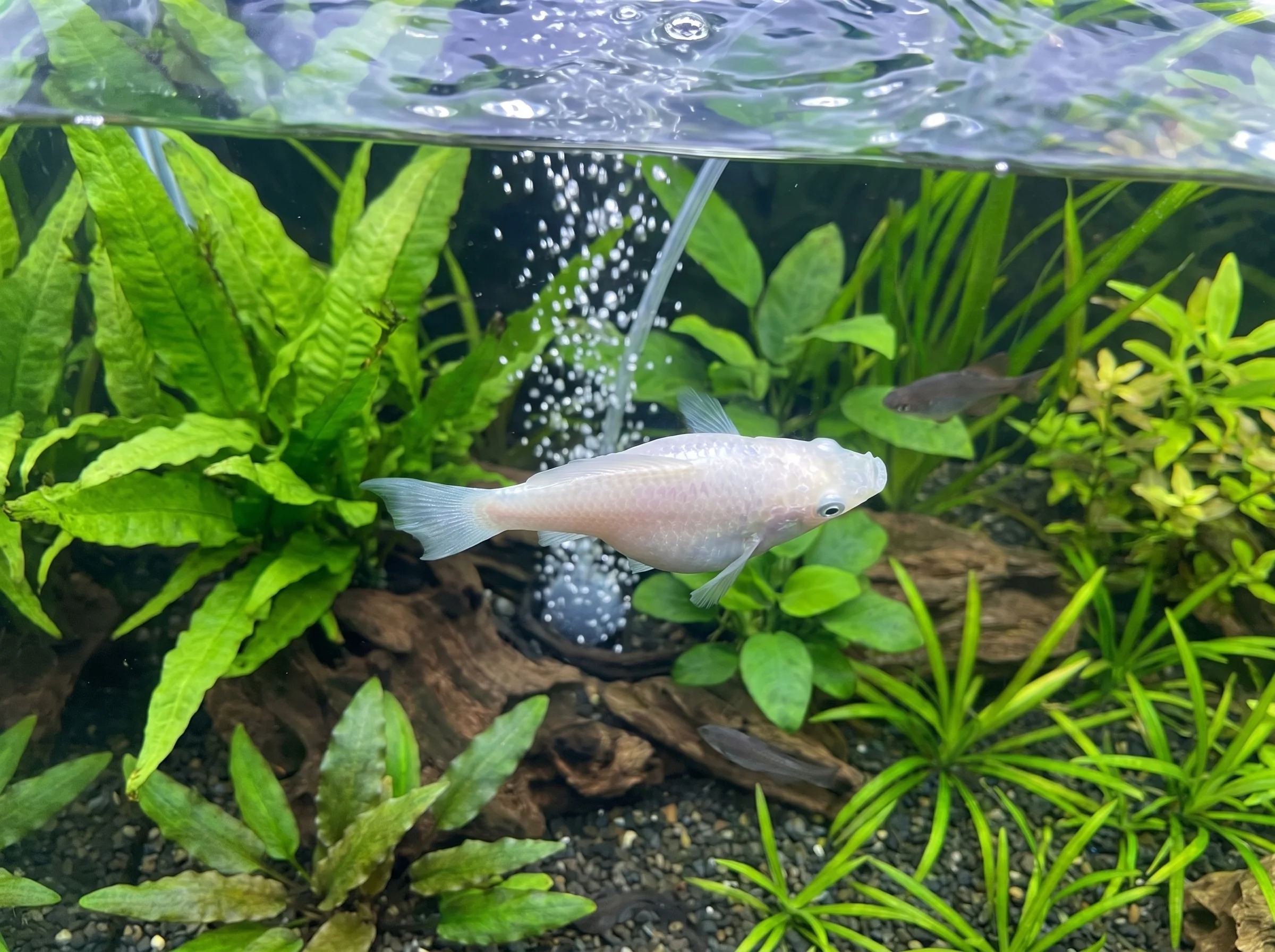 MY-104: three visible fish; pearl white molly viewed obliquely from above, facing right below the surface, with two gray fish in the background.