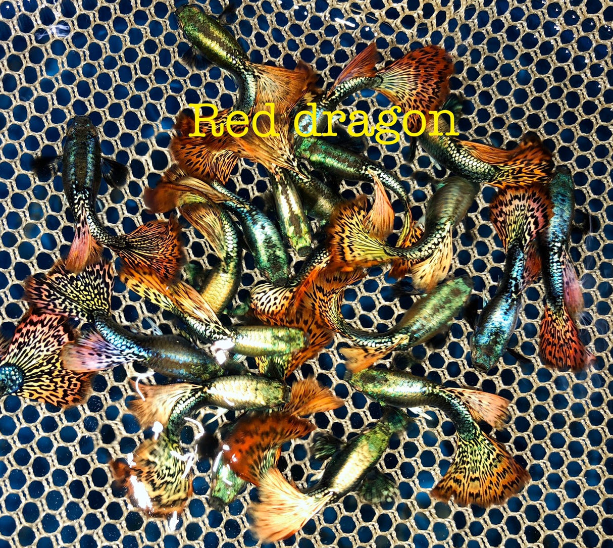 Guppy elegante vivo Red Dragon de alta dorsal, tamaño XL (CGP-034) - 1 macho