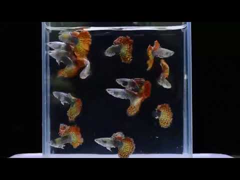 Guppy elegante vivo Red Dragon de alta dorsal, tamaño XL (CGP-034) - 1 macho