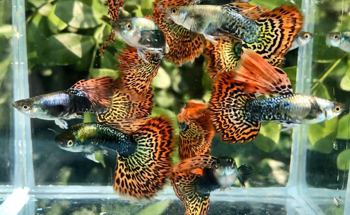 Guppy elegante vivo Red Dragon de alta dorsal, tamaño XL (CGP-034) - 1 macho