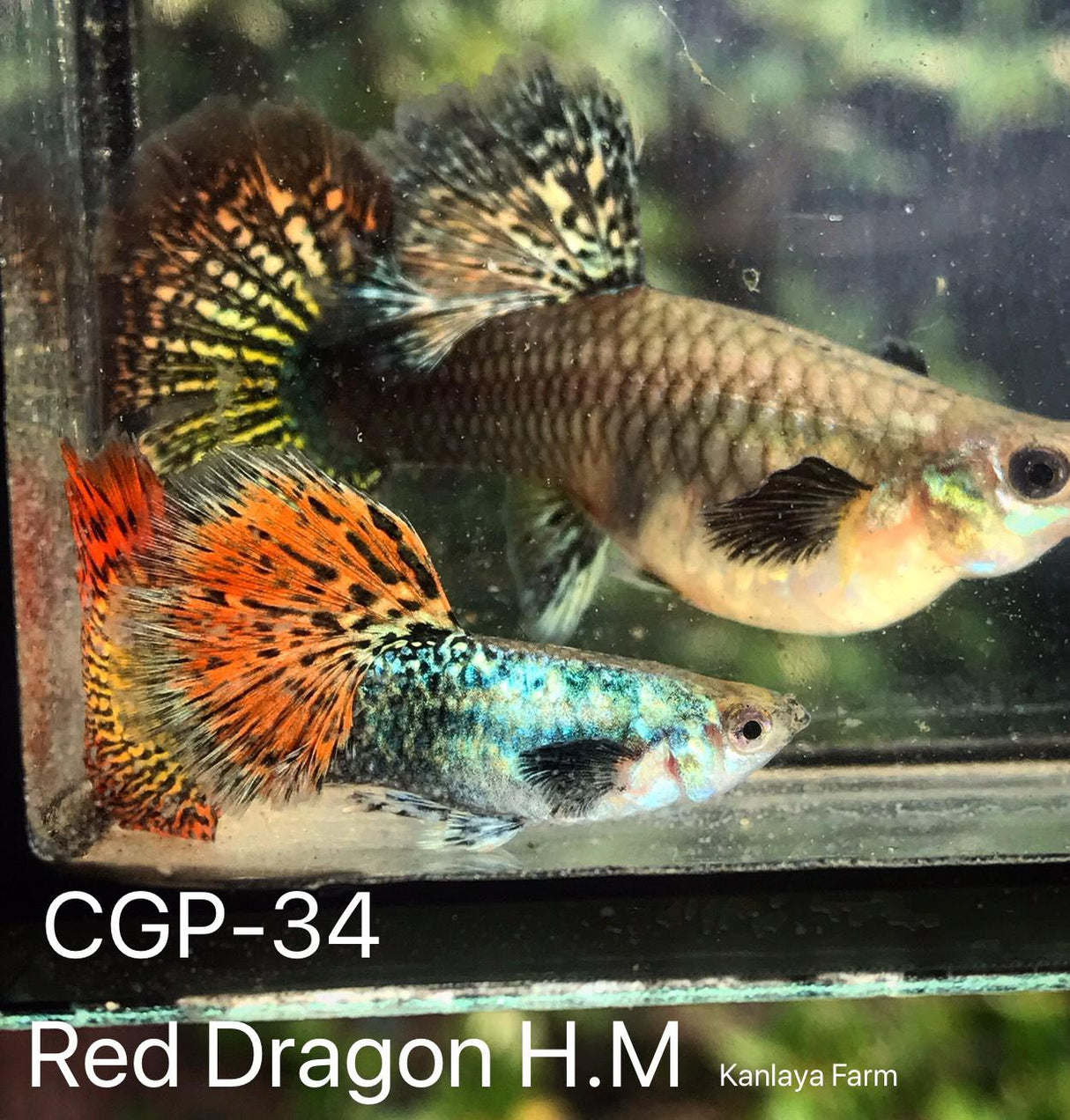 Guppy elegante vivo Red Dragon de alta dorsal, tamaño XL (CGP-034) - 1 macho