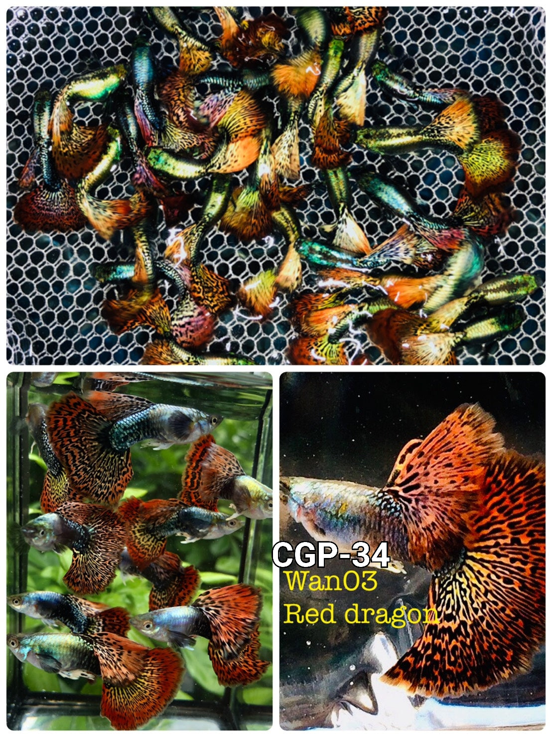 Guppy elegante vivo Red Dragon de alta dorsal, tamaño XL (CGP-034) - 1 macho