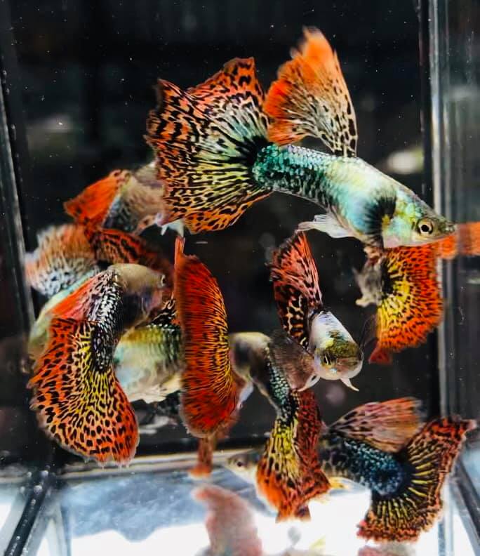 Guppy elegante vivo Red Dragon de alta dorsal, tamaño XL (CGP-034) - 1 macho
