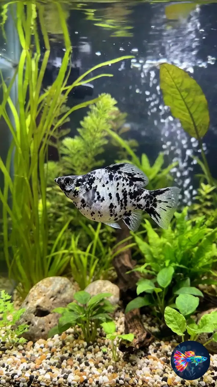 Video del producto · Molly Balloon Dálmata Blanco y Negro de Cola Abanico