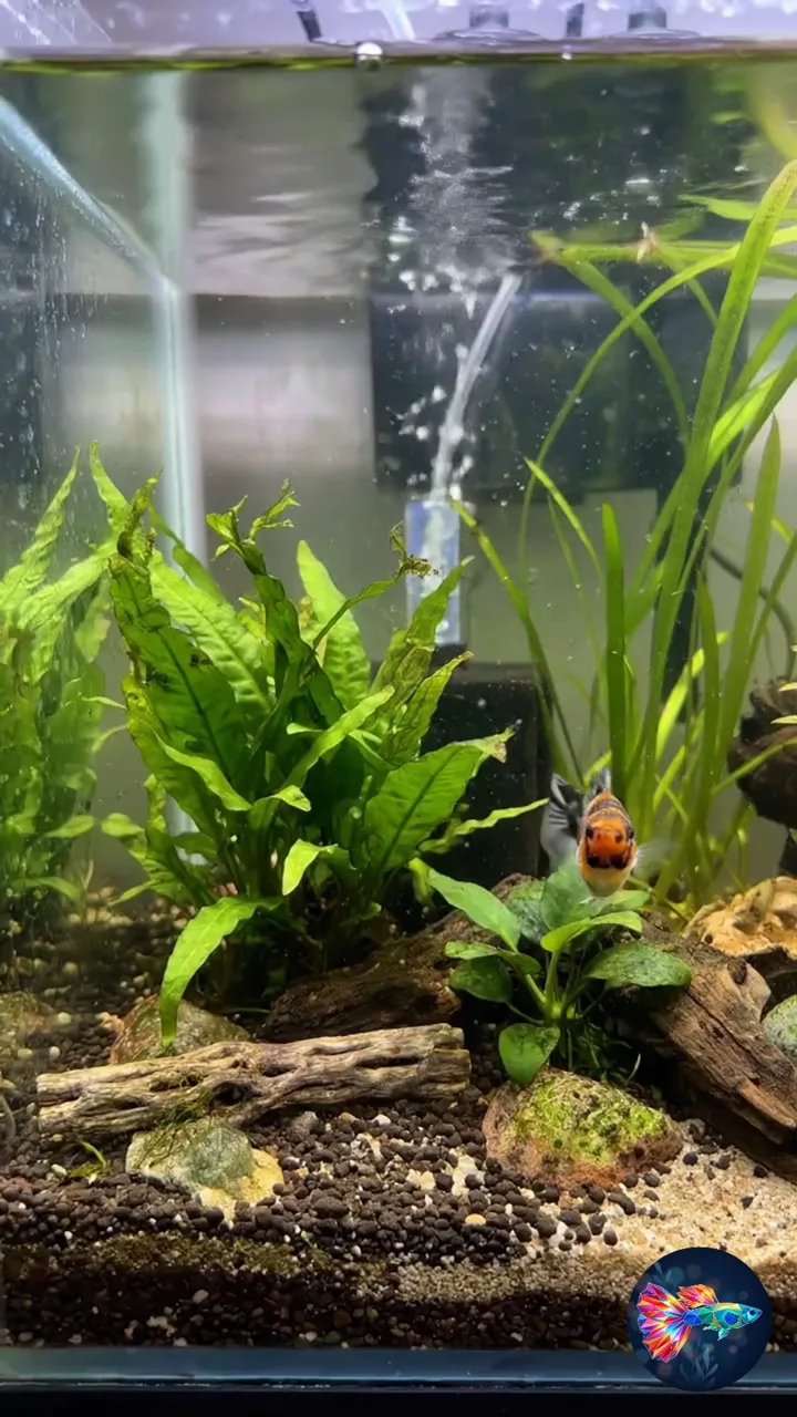 Video del producto · Molly Balloon Tricolor Mármol Naranja, Negro y Blanco de Cola Abanico