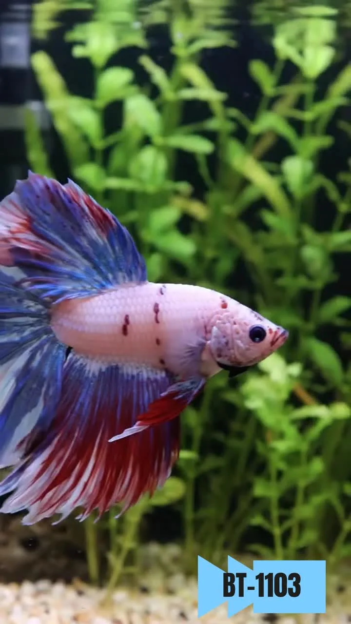 Product video · Betta Tri-Color Marble Over Halfmoon