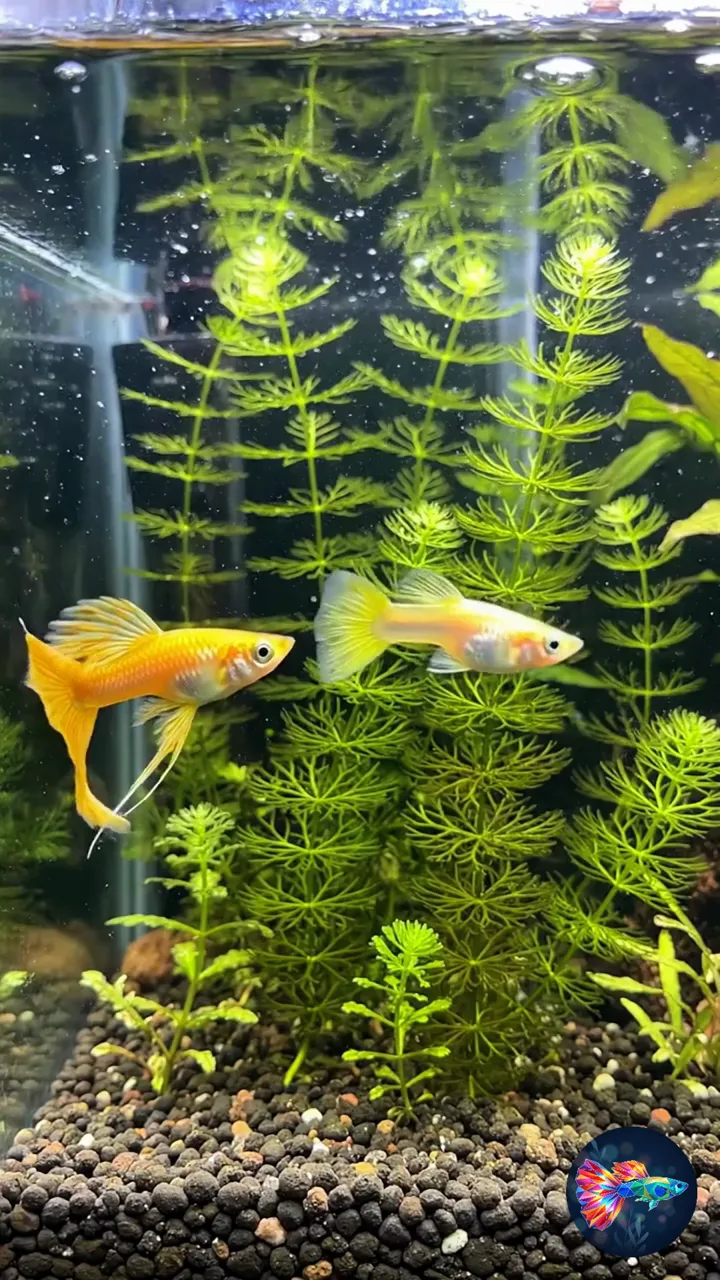 Product video · Metallic Golden Guppy with Fan Tail · Breeding Pair (1 Male & 1 Female)