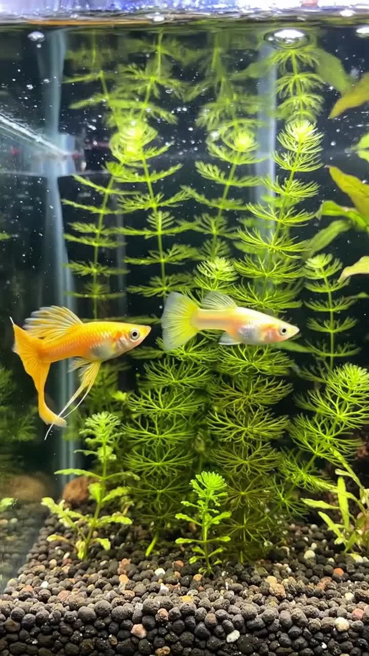 Video del producto · Guppy dorado completo, Tamaño XL